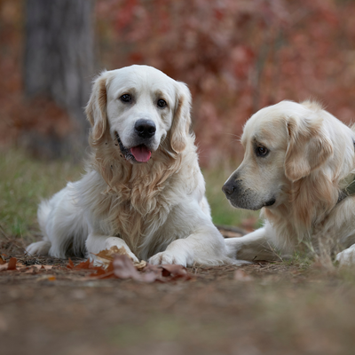 Golden Retriever : un compagnon doux, fidèle et intelligent