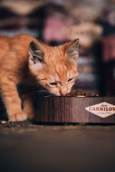 Votre chat peut aimer ses croquettes : voici comment faire !