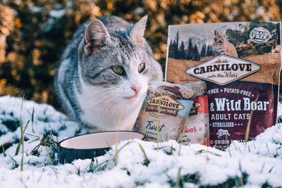 Croquettes vs Pâtée : que choisir pour son chat ?