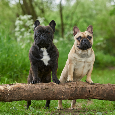 Bouledogue : Petit gabarit, grande personnalité !