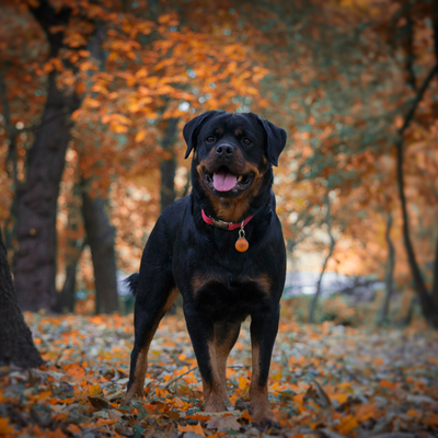 Rottweiler : Puissant, loyal et protecteur