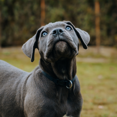 Cane Corso : le gardien au grand cœur