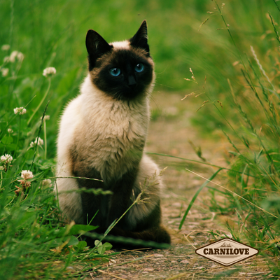 Le Chat Siamois : Élégance, Affection et Caractère