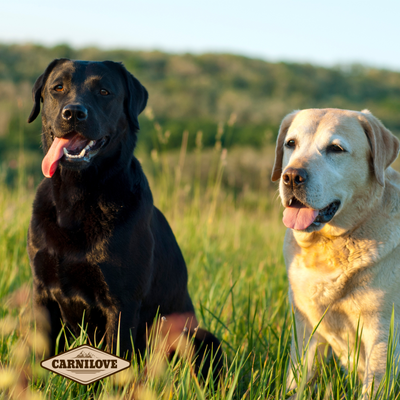 Labrador : Le compagnon idéal pour toute la famille