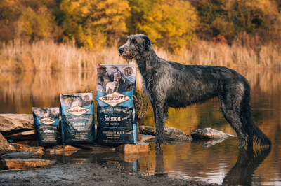 Perte de poils chez les chiens : comment la limiter avec une alimentation adaptée ?
