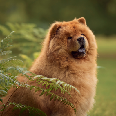 Chow Chow au Maroc : une boule de poils majestueuse au caractère unique