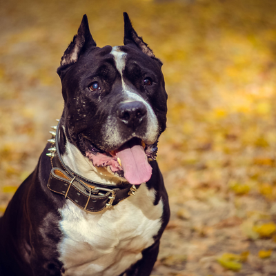 Staffie au Maroc : un petit molosse au grand cœur