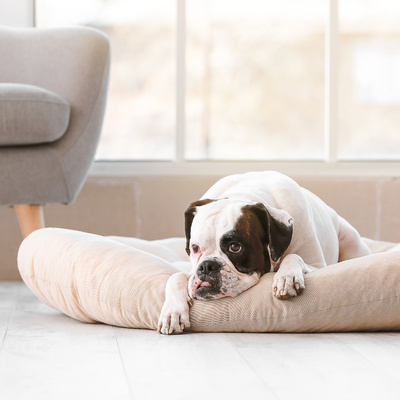 Comment habituer son chien à rester seul ?