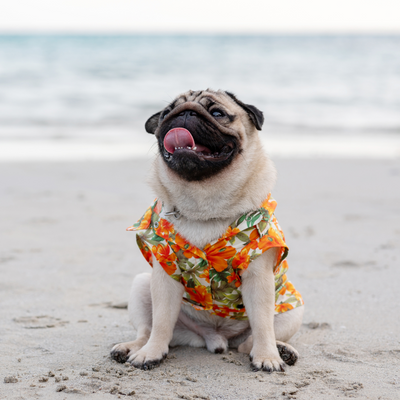 Organiser ses vacances avec son chien ou son chat au Maroc : conseils pratiques