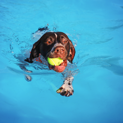 Combien de fois baigner son chien en été ?