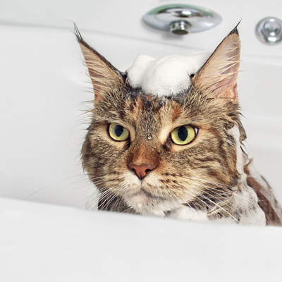 Combien de fois laver son chat en été ?