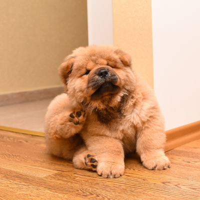 Comment éviter les puces chez les chiens en été ?