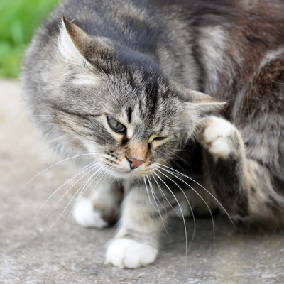 Comment éviter les puces chez les chats en été ?