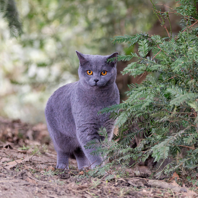 British Shorthair : Le chat élégant, calme et irrésistible