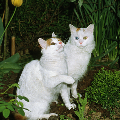 Le Turc de Van : Le chat qui aime l’eau