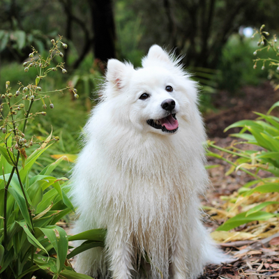 Le Spitz au Maroc: Un petit chien au grand caractère