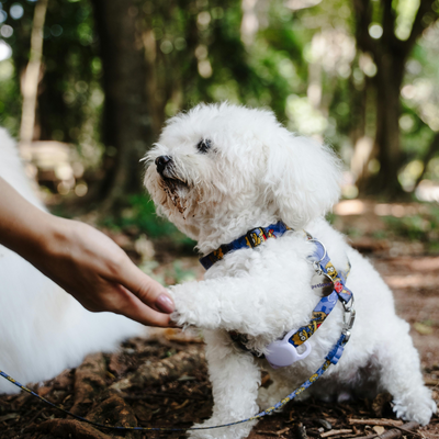 Bichon : Le compagnon joyeux, doux et plein d’énergie