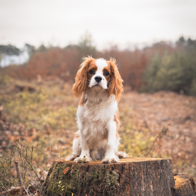 Cavalier King Charles : Un compagnon affectueux apprécié au Maroc