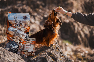 Chiens de petite race au Maroc : alimentation premium Carnilove Fresh Ostrich