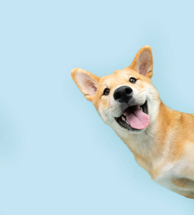 Toilettage chien Maroc : routine complète, fréquence par type de poil & astuces anti-chaleur