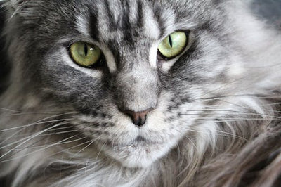 Le Maine Coon : le géant doux du Maroc et son alimentation idéale avec Carnilove