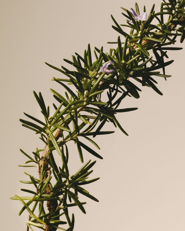Herbes & Huiles